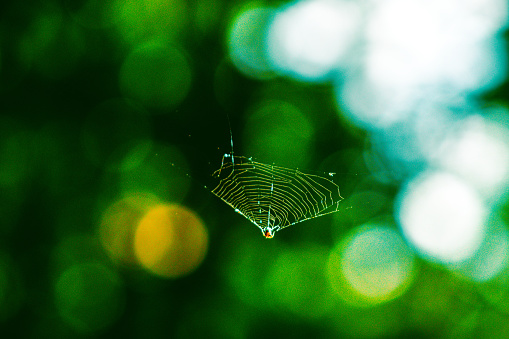Beautiful spider in a colorful background and light, making a web like a painting on a canvas, art nature