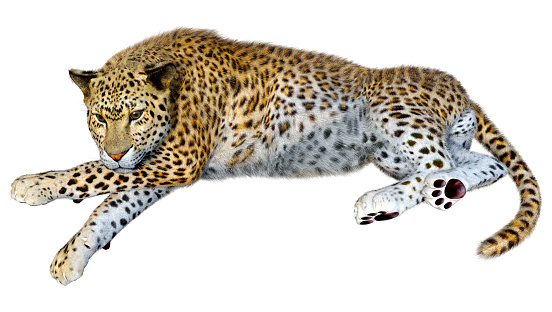 3D rendering of a big cat leopard isolated on white background