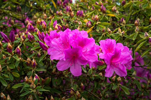 Flowering bush of Rhododendron (azalea) Japanese Geisha Purple (Rhododendron obtosum Geisha Purple) botanical garden Adler, Krasnodar Territory, Sochi, Russia