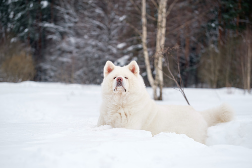 a beautiful adult white Akita Inu dog lies on the winter snow against the background of the forest