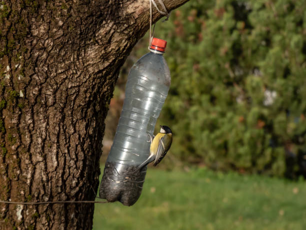 istock Great tit (Parus major) visiting bird feeder made from reused plastic bottle full with grains and sitting on the side of the bottle 1987966717