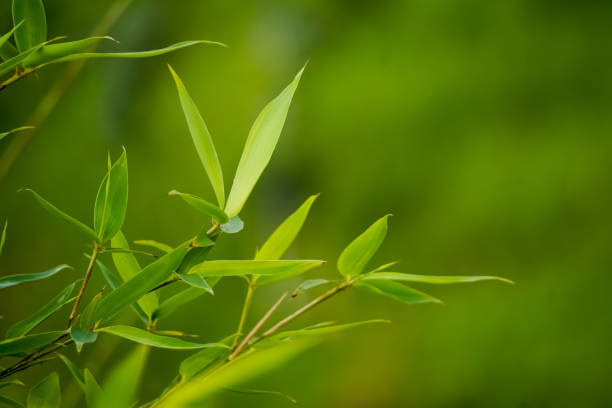 close up photo of fresh green bamboo leaves in the forest with bokeh backgrounds. shady atmosphere of trees. empty blank copy text space. concept for world environment day and earth day. - chlorophyll striped leaf natural pattern photos et images de collection