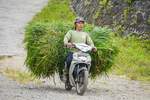 Yogyakarta, Indonesia - September 9, 2023: A javanese indonesian villager carries a pile of green grass on his motorcycle. Activities to collect natural animal feed. Concept for organic grass feed farming.