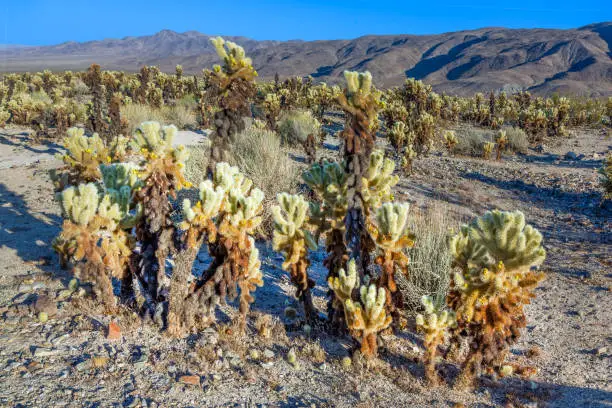 Cholla Cactus Garden in the heast of theJoshua tree national park in the Mojave desert