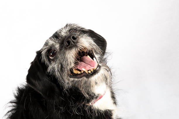 istock Senior Puppy Dog 1987985140