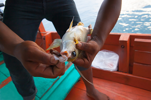 Close-up of fish with hook in Asian fisherman's hand