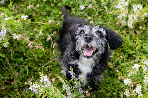 Senior Dog in the flowers