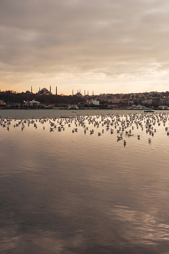 Some seagulls and ducks coexist peacefully on a riverbank in Istanbul, Turkey