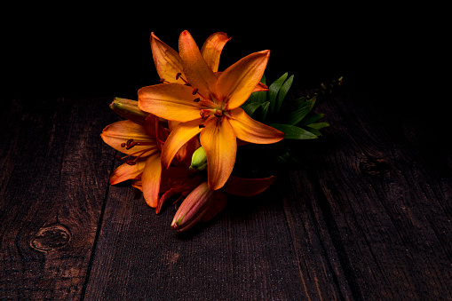 Orange Lilies on a wooden board flourish infront of a black background.