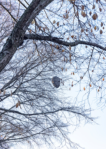 Large hornet nest hanging high up in a bare tree in early autumn. Finger Lakes region of New York State near Rochester, NY.