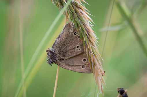 The dead butterfly has become home to some other creature that has used web to attach it to a grass stalk.