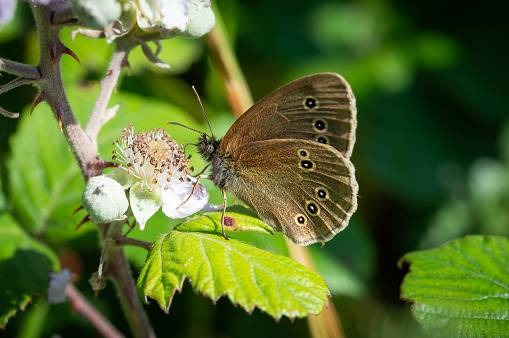 The brown butterfly with clear circular markings feeds from the flower of the blackbery plant