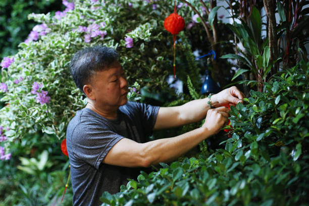 An Asian senior man is preparing red lanterns for Chinese New Year celebration at home