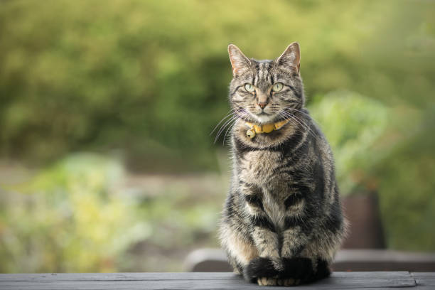 Gato bonito tabby no jardim, olhando para a câmera - foto de acervo