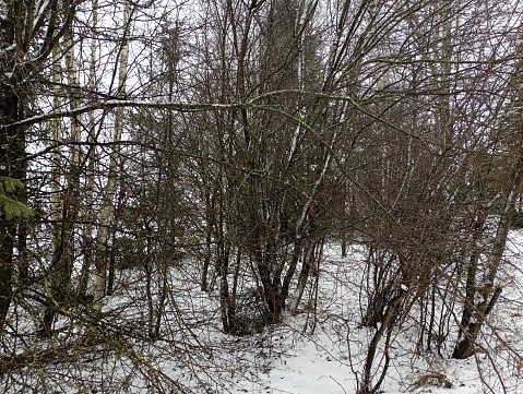 Dense impassable bushes in the forest in winter. Winter forest with snow on the ground.