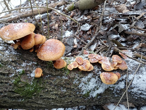 A group of poisonous mushrooms on a tree trunk in winter covered with ice crystals. Frozen mushrooms in winter in the forest. Poisonous mushrooms parasitize on the bark of a small tree.