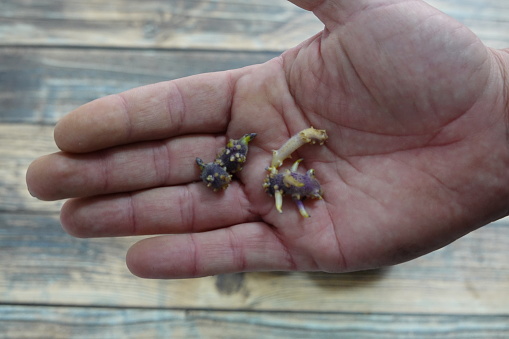 man holds potato shoots to sprout, potato grommets to germinate
