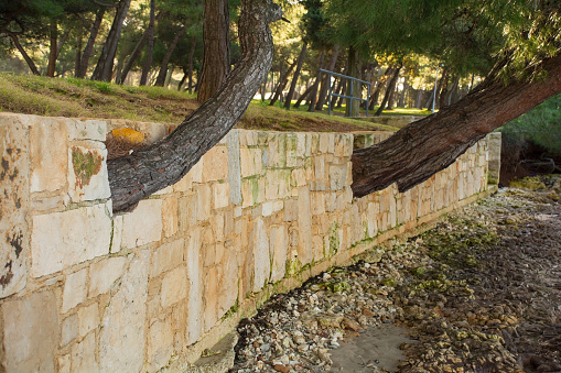 A coastal wall built around already growing pine trees. Kasteja Forest Park - Park Suma Kasteja - in Medulin, Istria, Croatia. December