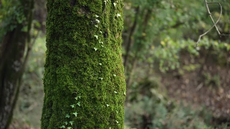 Tree trunk covered by moss in the forest