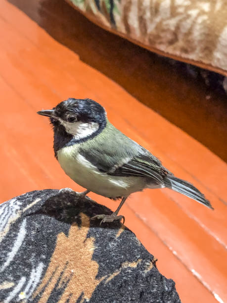 istock Great tit, Parus major, solitary bird at home 1988076152