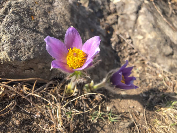 istock Pulsatilla patens (Pulsatilla patens) 1988076691