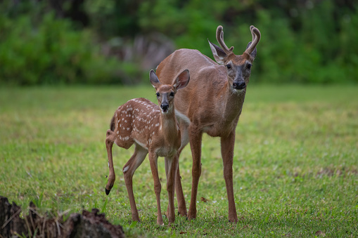 A mother deer standing with her fawn in a picturesque field.