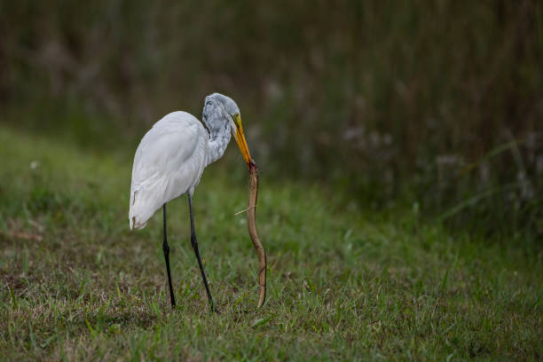 istock Egret with a snake in his beak standing on a grassy field. 1988085283