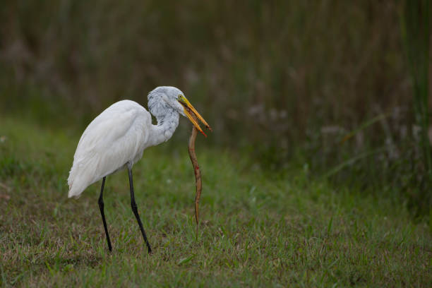 istock Egret with a snake in his beak standing on a grassy field. 1988085287