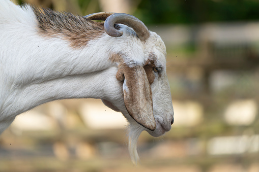 A goat standing on dry grassy terrain.