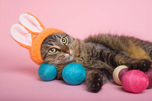 istock Easter Bunny. Tabby cat with bunny ears and easter eggs on pink background. Funny Easter background. 1988089500