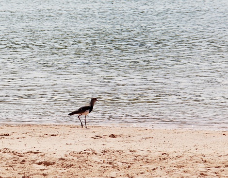 Vanellus chilensis, also known as tetéu, téu-téu, teréu-teréu, and terém-terém, lapwing or southern lapwing, is a bird of the order of Charadriiformes, belonging to the family of Charadriidae.