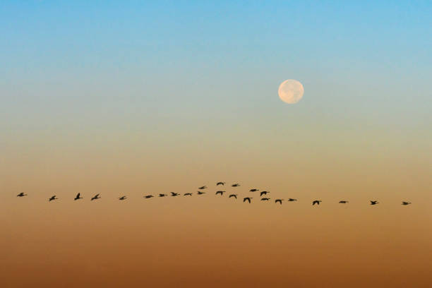istock Geese Silhouetted Against Sky With Full Moon Composite 1988096991