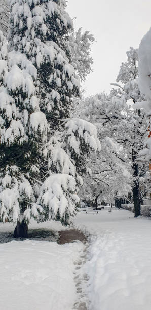 Spruce tree with heavy snow and footpath in city park, Ljubljana, Slovenia