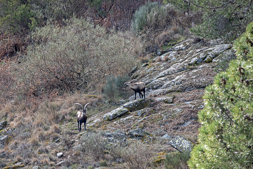 Mountain goat of the genus Capra, in the Iberian Peninsula
