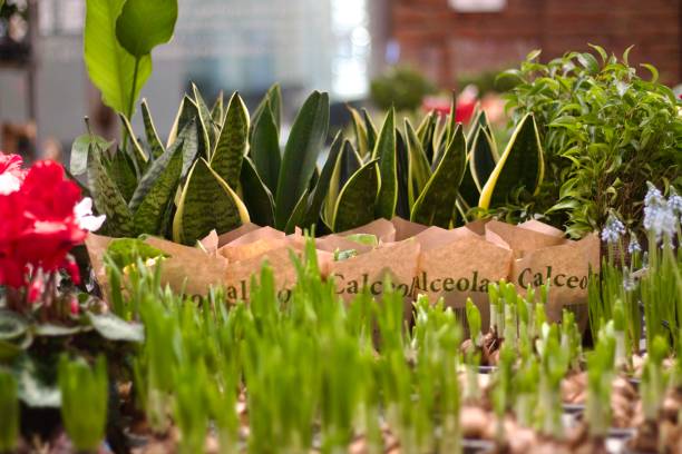 istock Potted seedlings for sale 1988108676