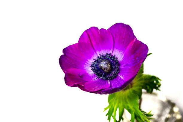purple anemone flowers with white background.