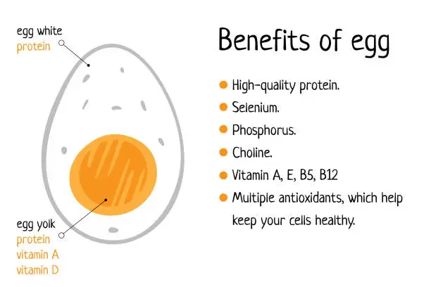 Vector illustration of benefits of eating boiled eggs Infographic illustration, useful, nutritious cheap, vitamins, selenium, isolated on white. Nutritious healthy food High-quality protein for all ages