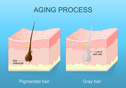 aging process. Graying hair. Melanin depletion and Hair follicle senescence. Cross section of a human skin. isometric flat vector illustration