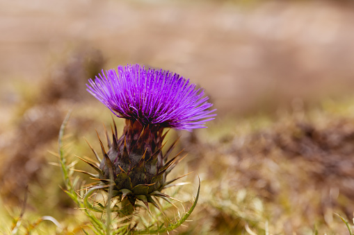 Milk thistle in shallow depth of field