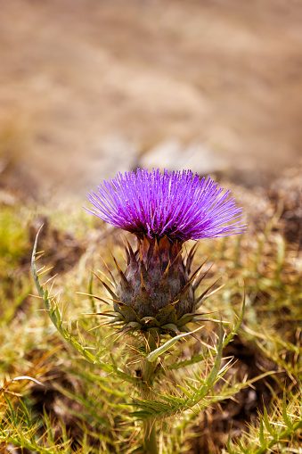 Milk thistle in shallow depth of field