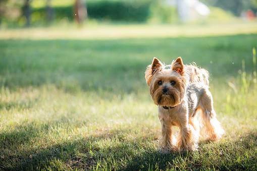 A shorn Yorkshire Terrier puppy walks on the green grass at sunset in summer. Active recreation, playing with dogs. A family dog. Shelters and pet stores.