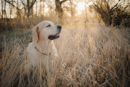 A golden retriever walks at dawn in a field in late autumn. Active recreation, playing with dogs. A family dog. Shelters and pet stores