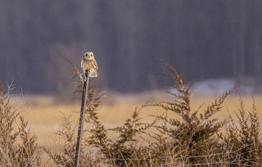 A short eared owl seen on a post carrying a vole in its talons.