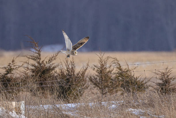 istock Short Eared Owl In Flight Carrying Vole 1988139725