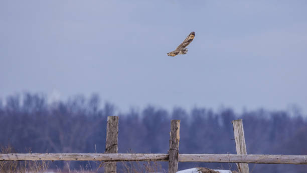 istock Short Eared Owl In Flight Over Meadow 1988142934