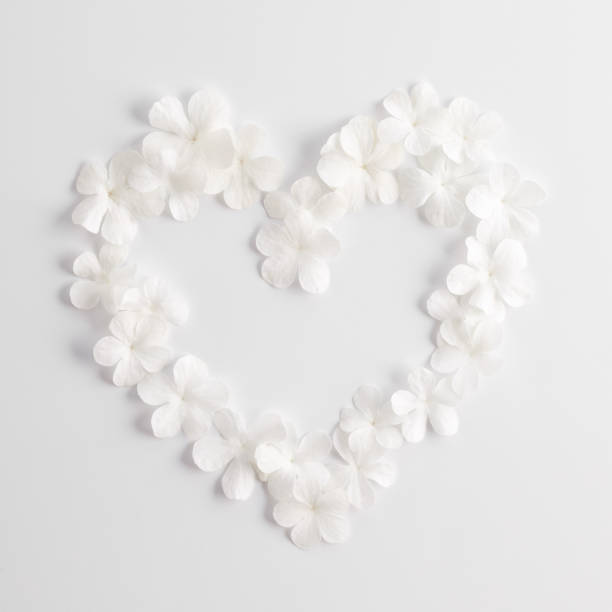 istock white flowers heart shape pattern on a white background, design for greeting card 1988148255