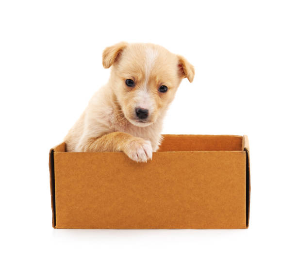 istock Puppy in the box. 1988148259