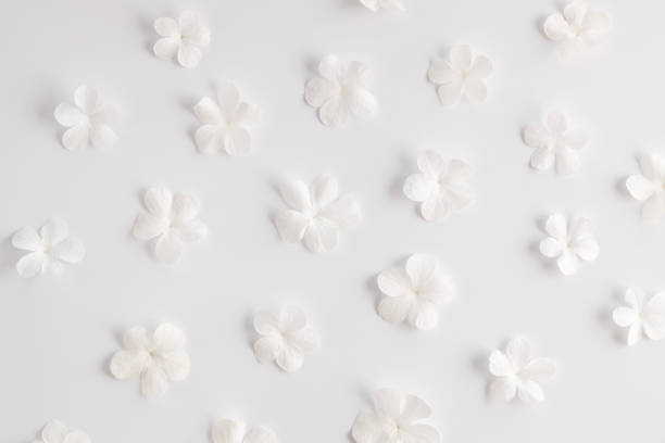 white flowers pattern on a white background, design for greeting card
