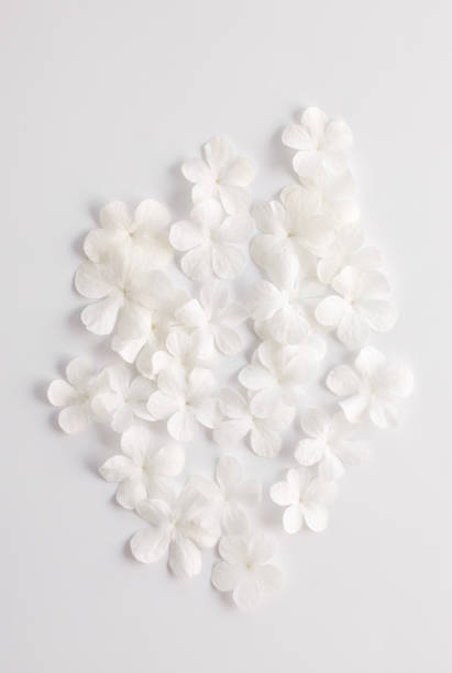istock white flowers pattern on a white background, design for greeting card 1988148265