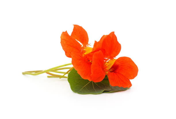 Flowers nasturtium with leaves isolated on a white background.